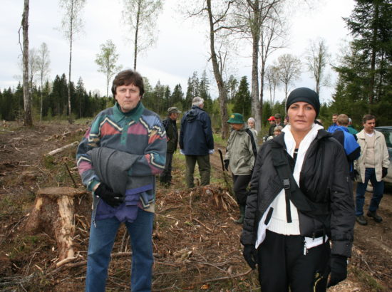 Metsaistutamine 2008, Aegviidu metskonnas